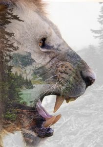 affiche decorative double exposition un lion rugissant devant un lac et ses sapins